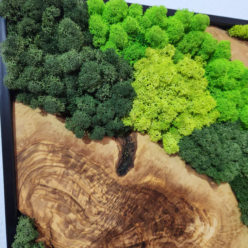 Botanisk stillhet - håndlaget veggkunst av mose med oliventre